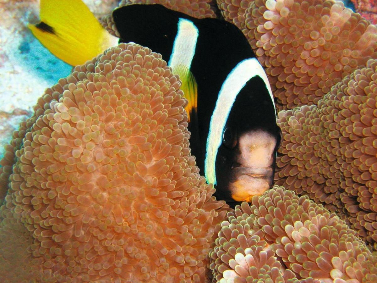 Constance Moofushi Maldives - All Inclusive Himandhoo Esterno foto