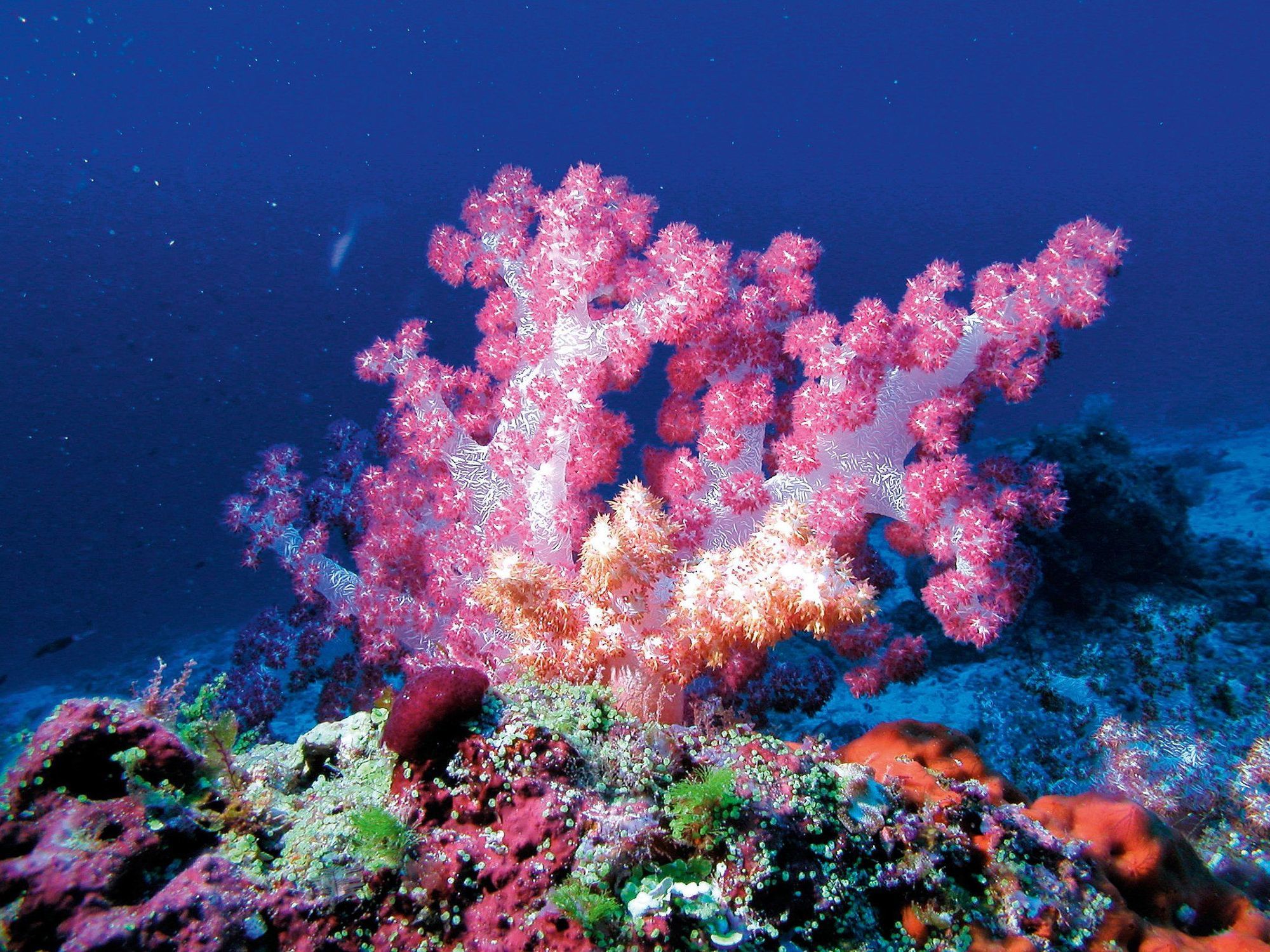 Constance Moofushi Maldives - All Inclusive Himandhoo Esterno foto